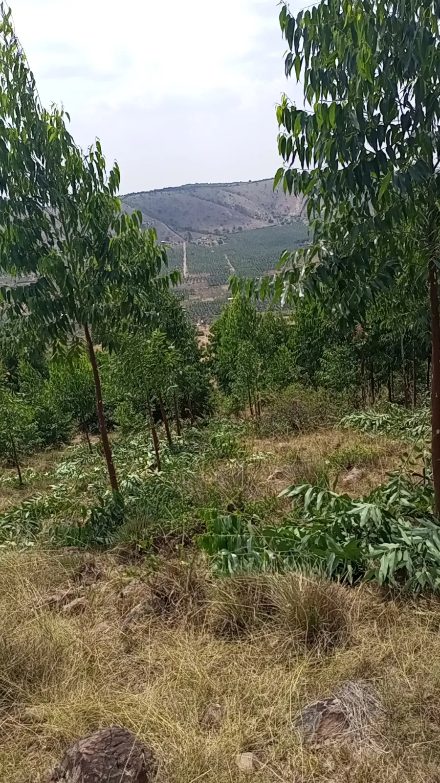 Aplot of land 100x100 for sale at 14M location Rwejenru kanyaryeru akaku